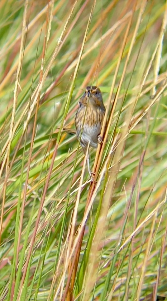 Saltmarsh Sparrow - ML643136527