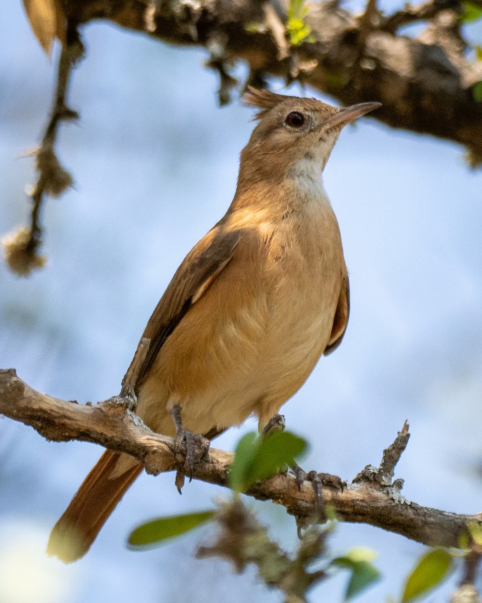 Crested Hornero - ML643136530