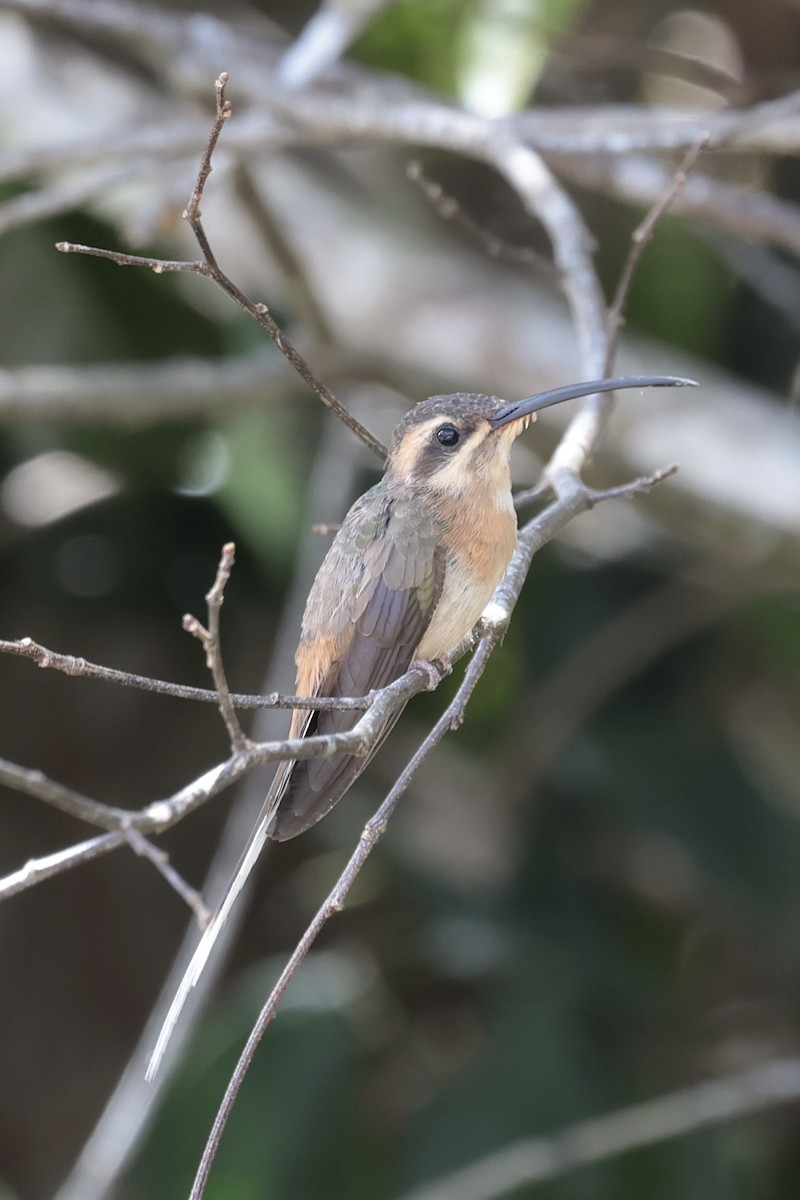 Planalto Hermit - ML643136544