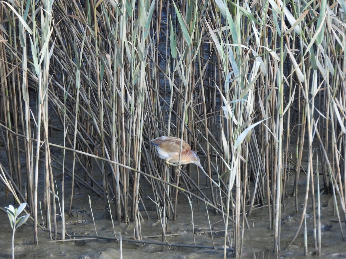 Yellow Bittern - ML643136557