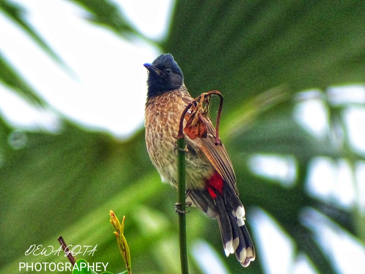 Bulbul ipurgorria - ML643136558