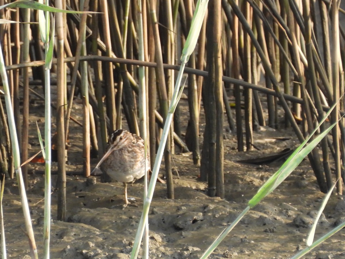 Common Snipe - ML643136562