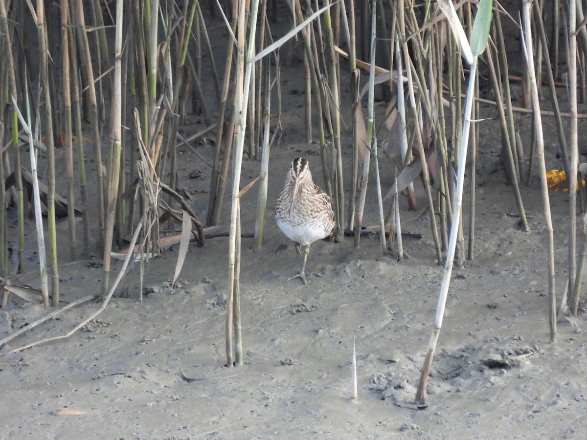 Common Snipe - ML643136563