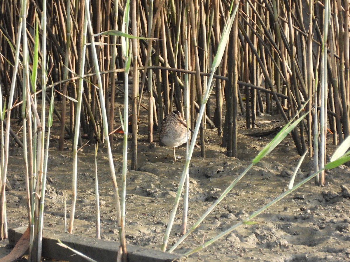 Common Snipe - ML643136565