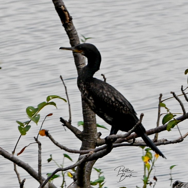 Indian Cormorant - ML643136571