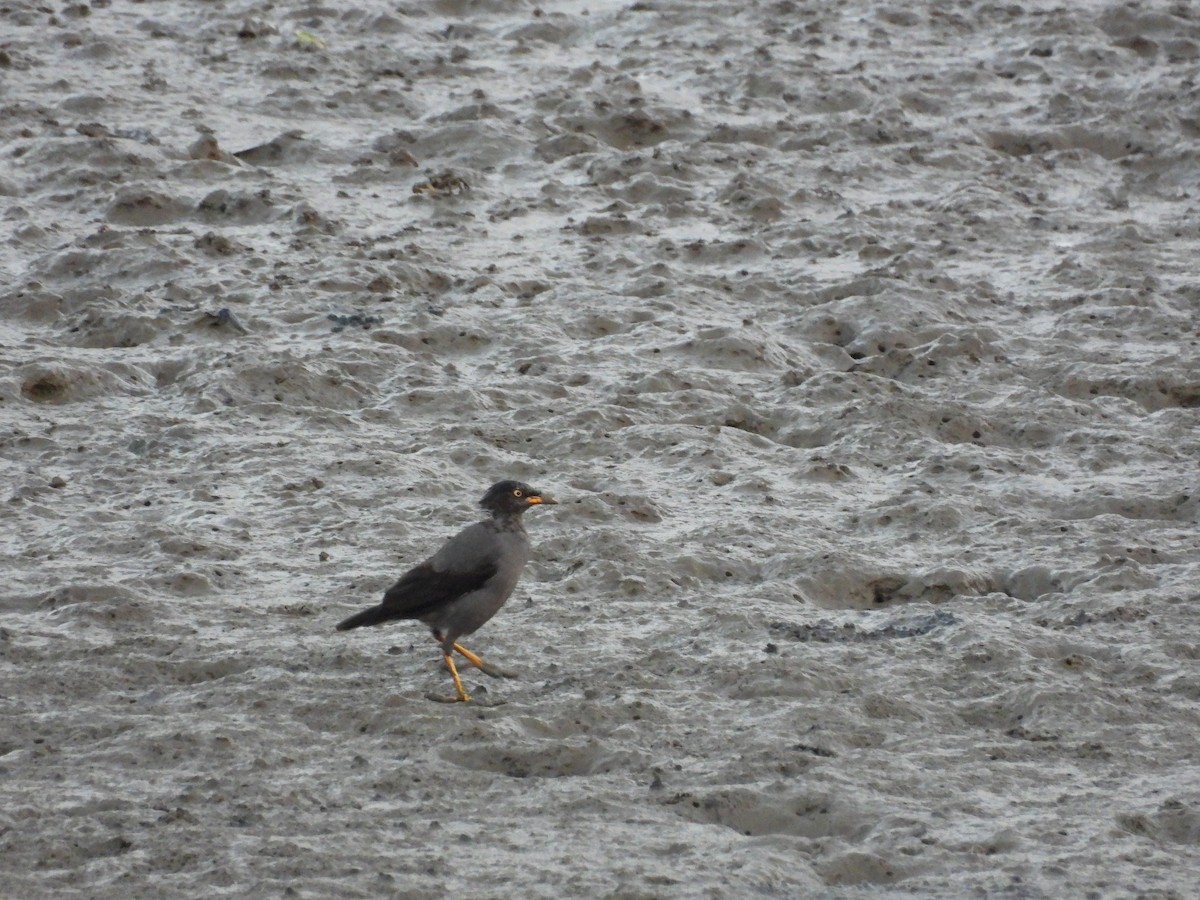 Javan Myna - ML643136575