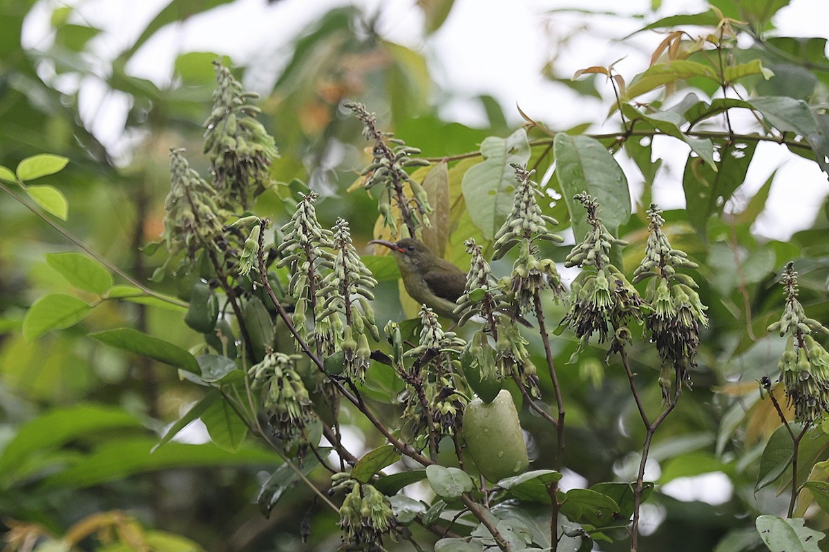 Olive Sunbird - ML643136587
