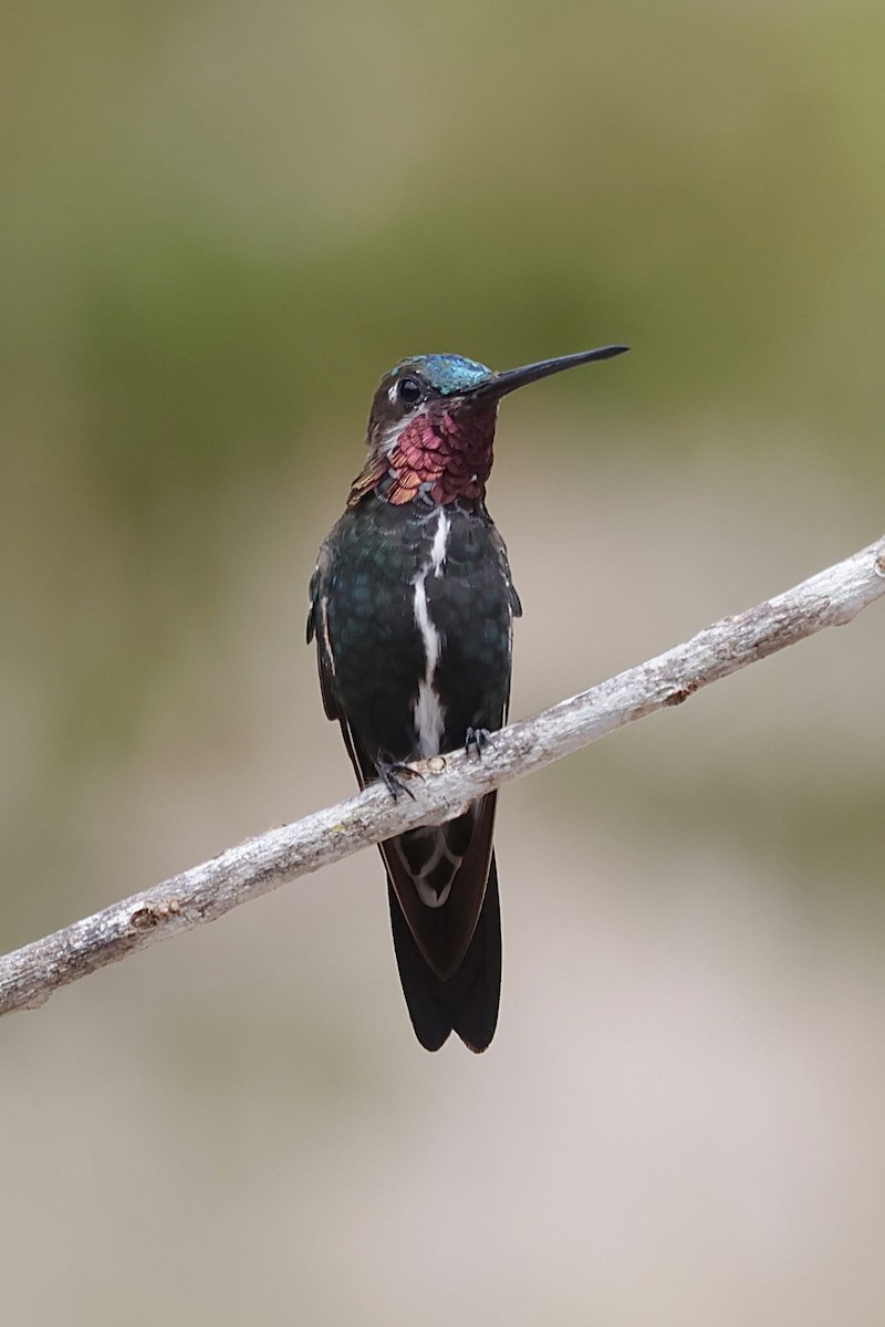 Stripe-breasted Starthroat - ML643136609