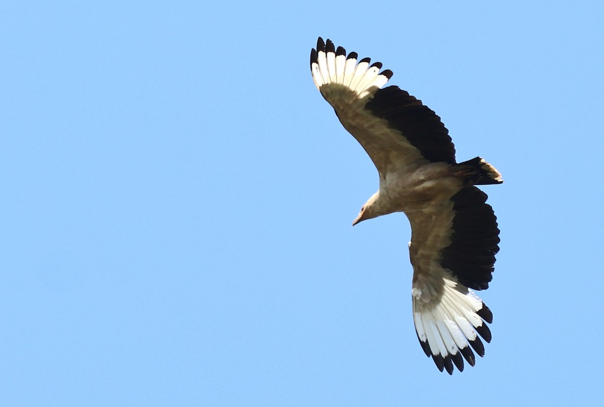 Palm-nut Vulture - ML643136634