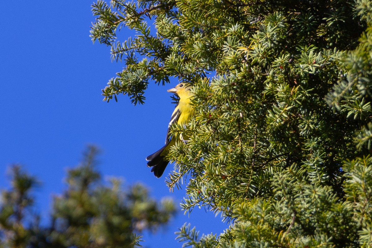 Western Tanager - ML643136637