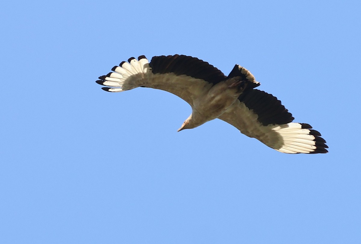 Palm-nut Vulture - ML643136646