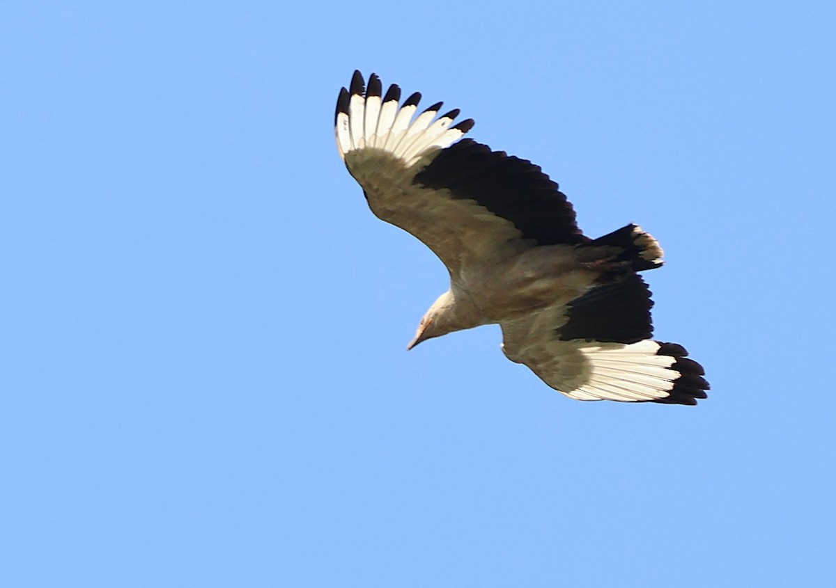 Palm-nut Vulture - ML643136650