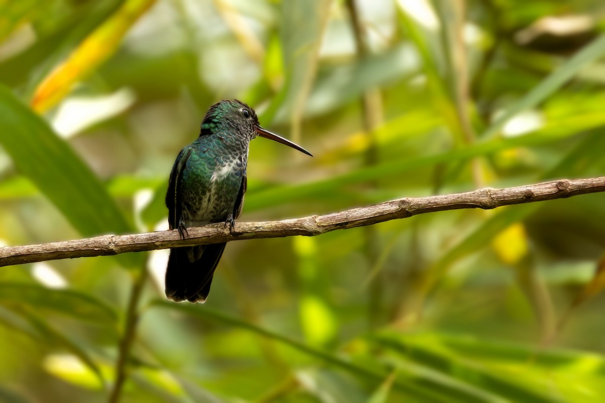 Glittering-throated Emerald - ML643136651