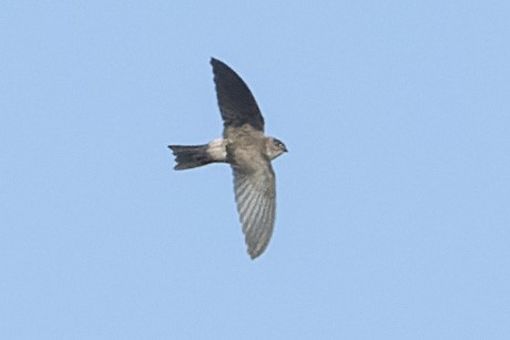 Himalayan Swiftlet - ML643136654