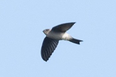 Himalayan Swiftlet - ML643136656