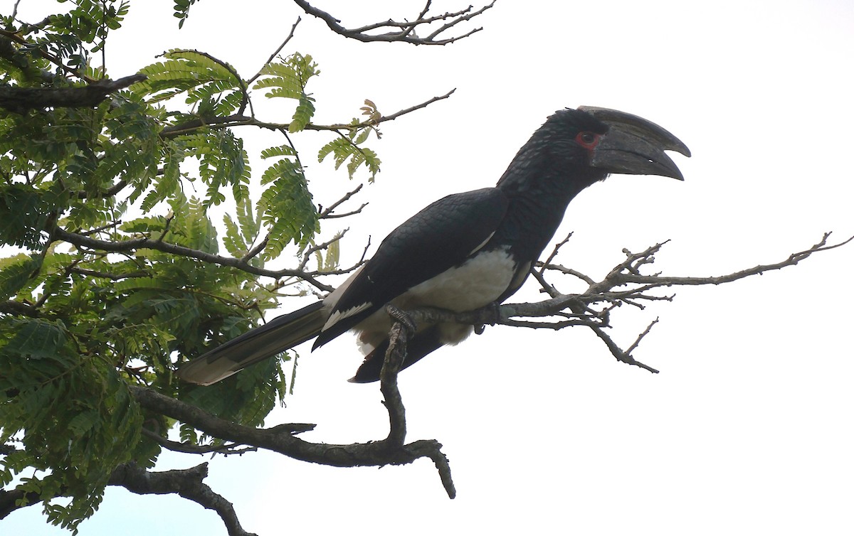 Trumpeter Hornbill - ML643136657