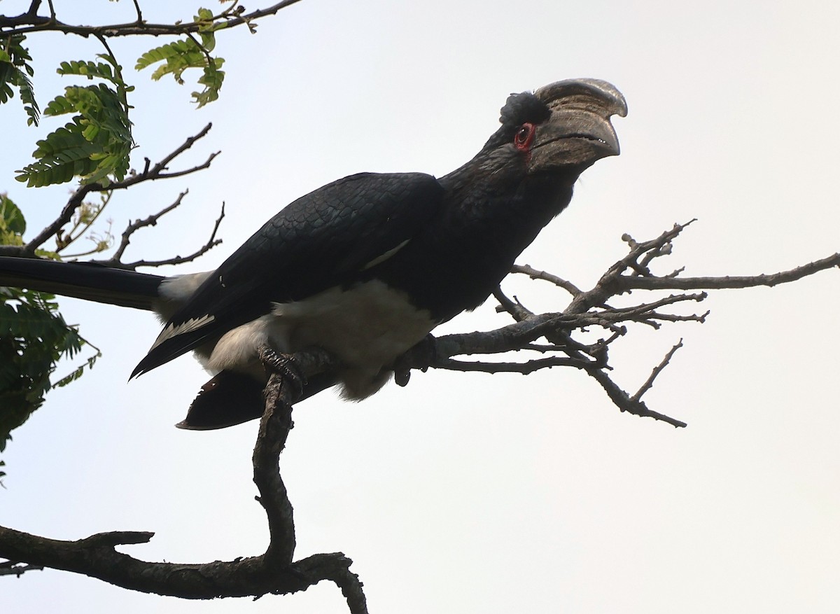 Trumpeter Hornbill - ML643136660