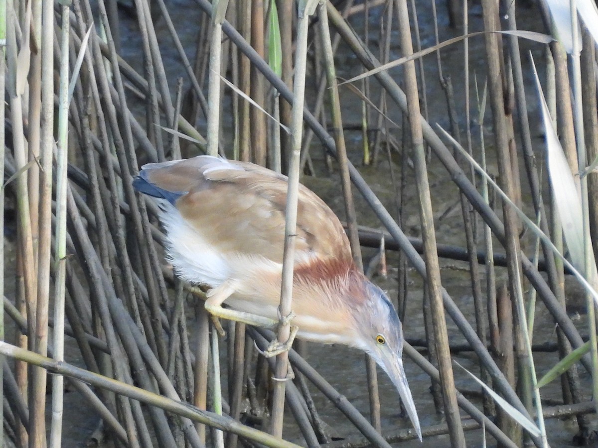 Yellow Bittern - ML643136674