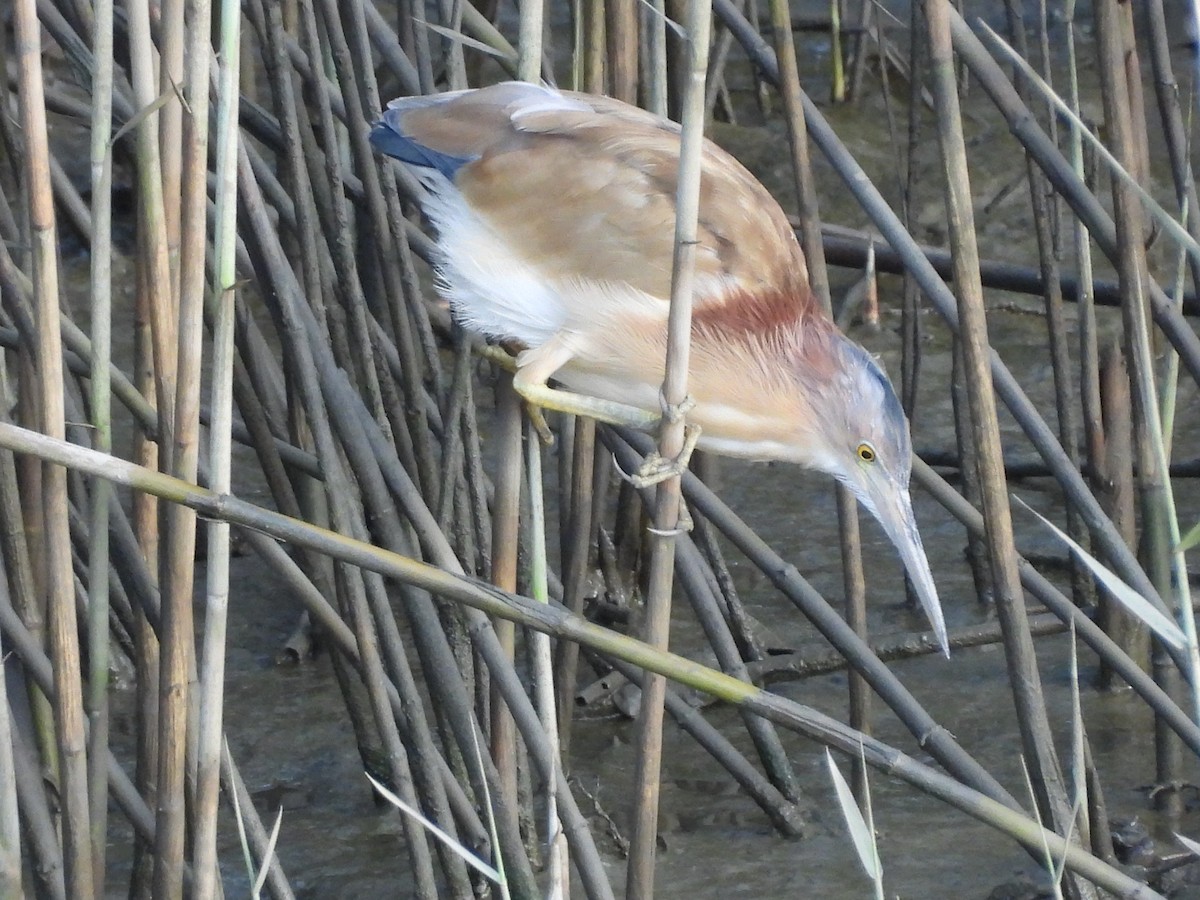 Yellow Bittern - ML643136675
