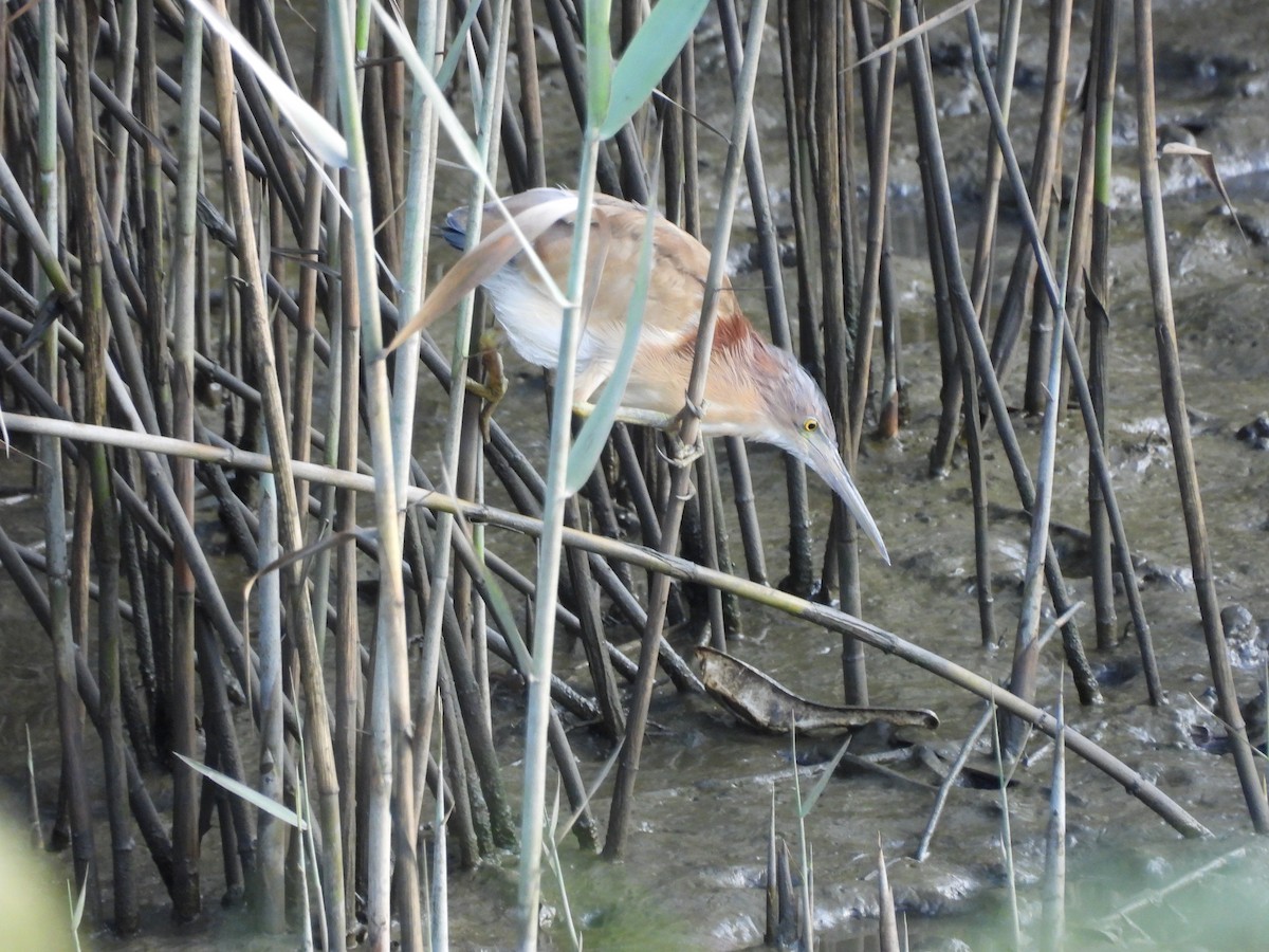 Yellow Bittern - ML643136676