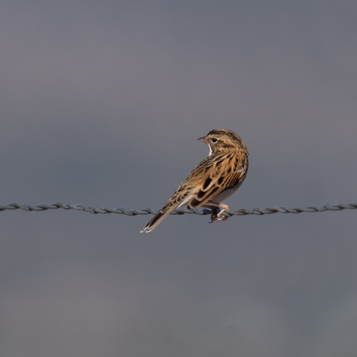 Savannah Sparrow - ML643136711