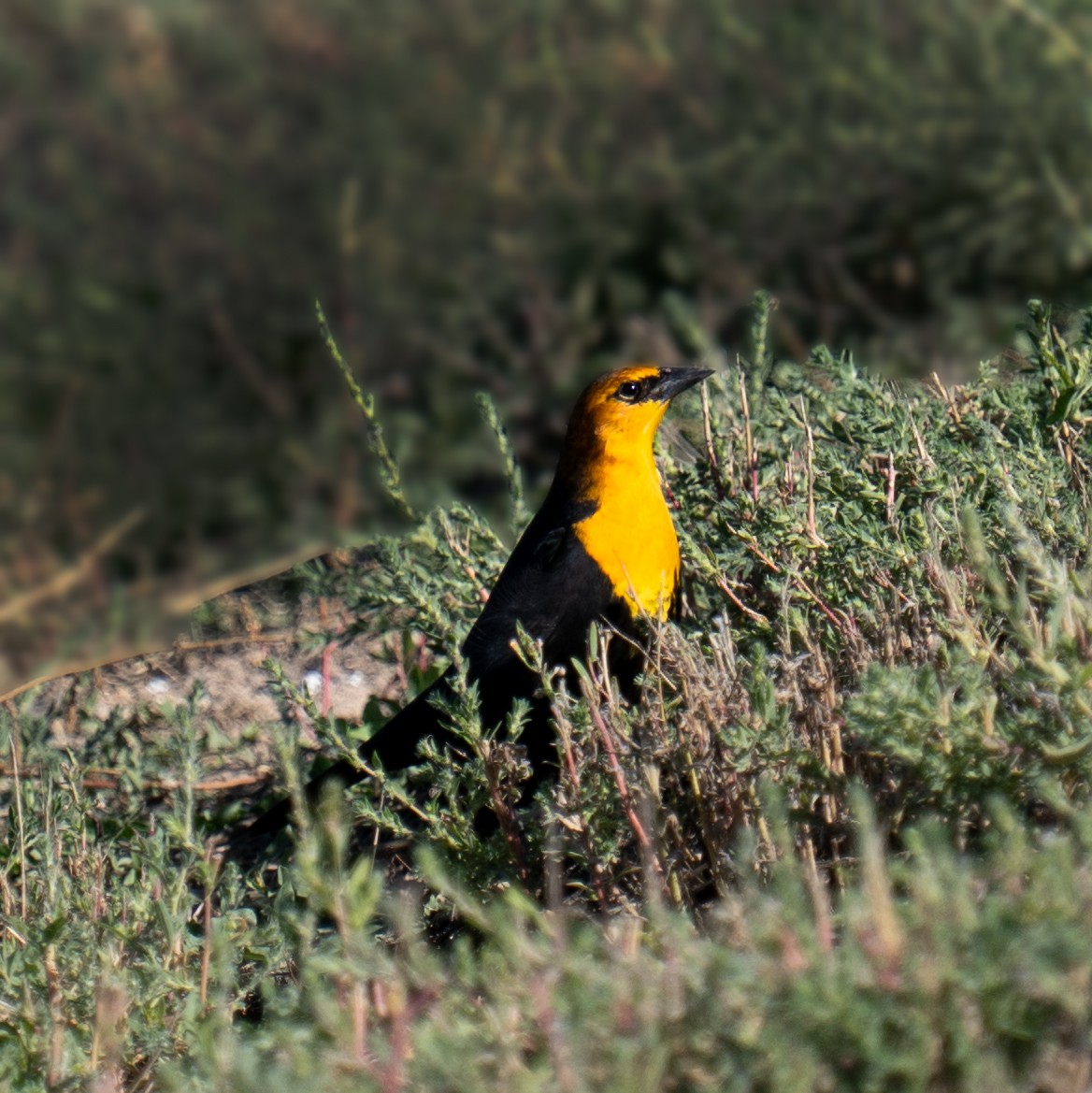 Yellow-headed Blackbird - ML643136714