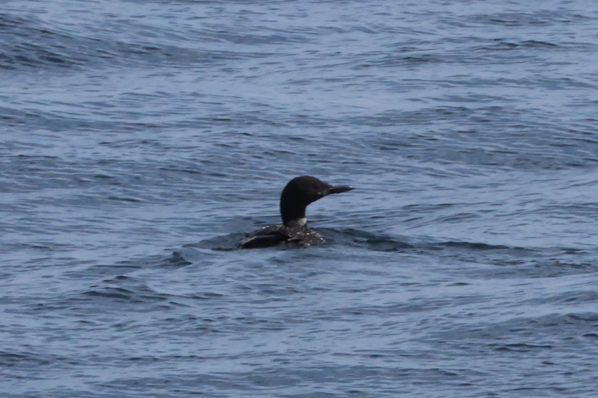 Common Loon - ML643136718