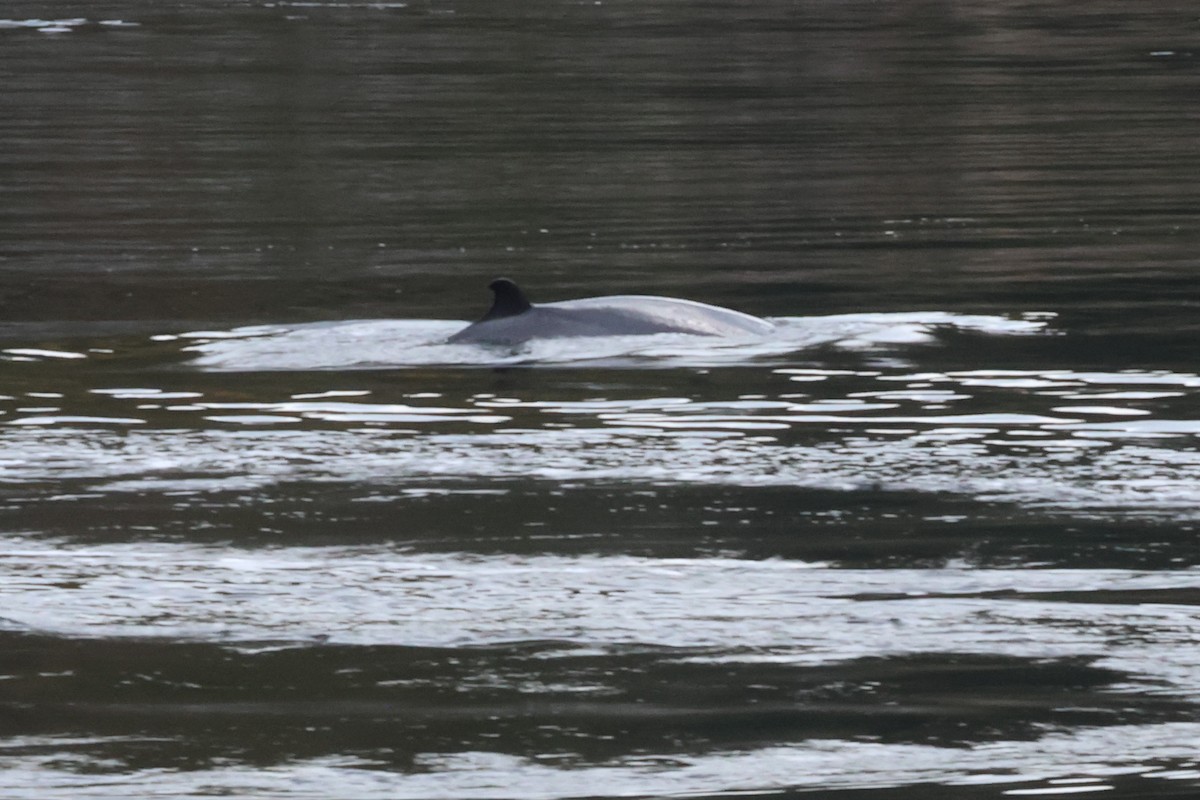 North Atlantic Minke Whale - ML643136729