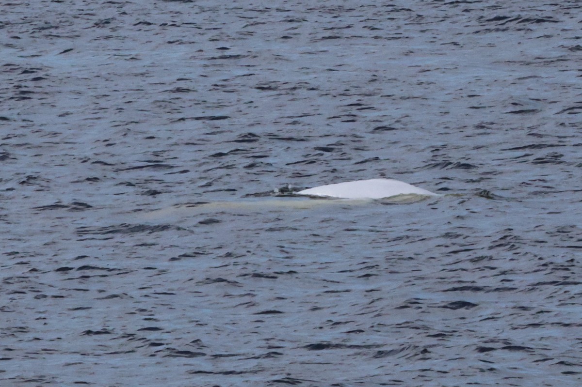 Beluga - ML643136730