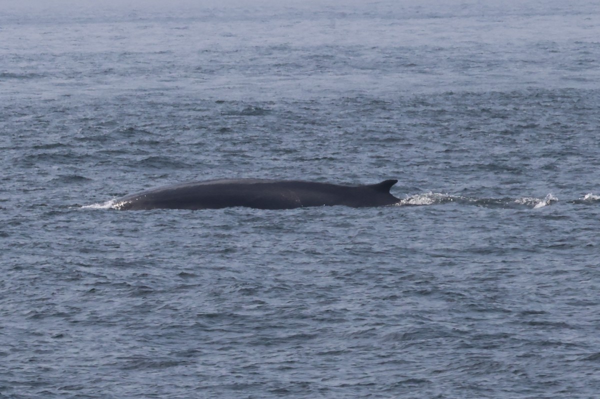 Fin Whale - ML643136731