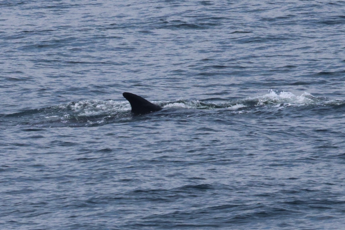 Fin Whale - ML643136733