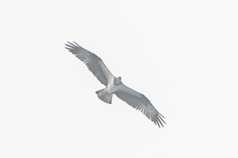 Загасч явлаг - ML643136743