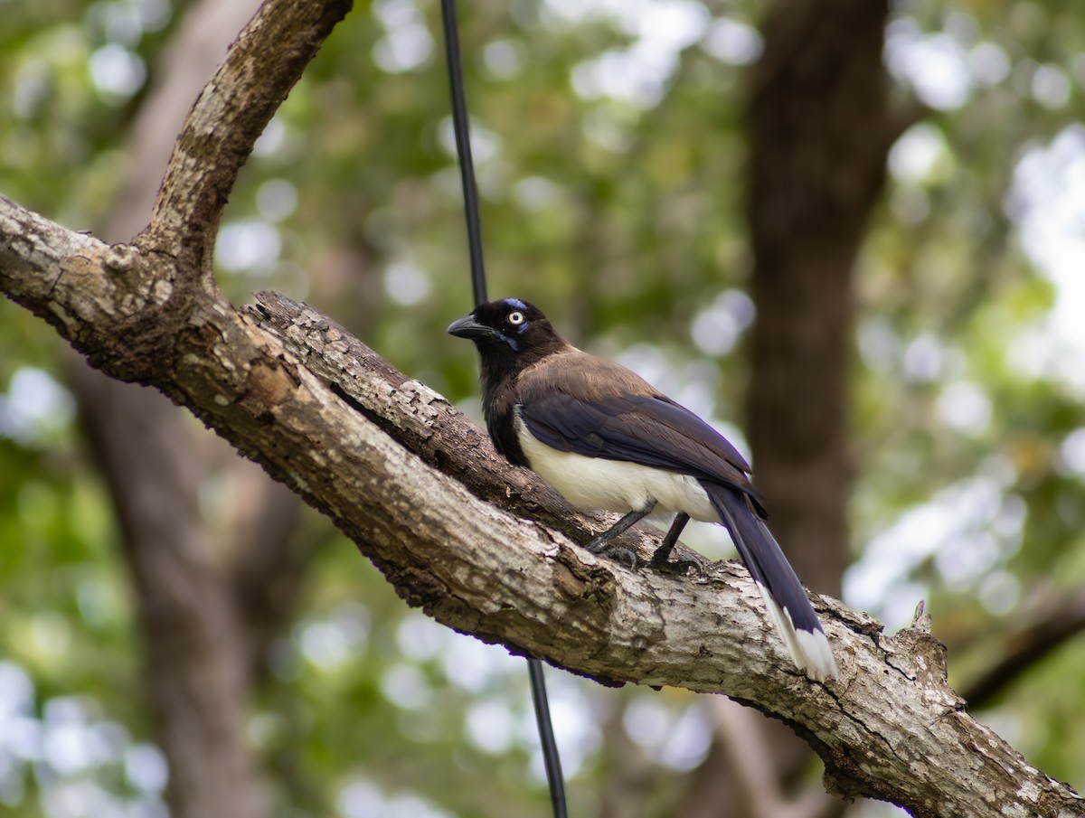 Black-chested Jay - ML643136747