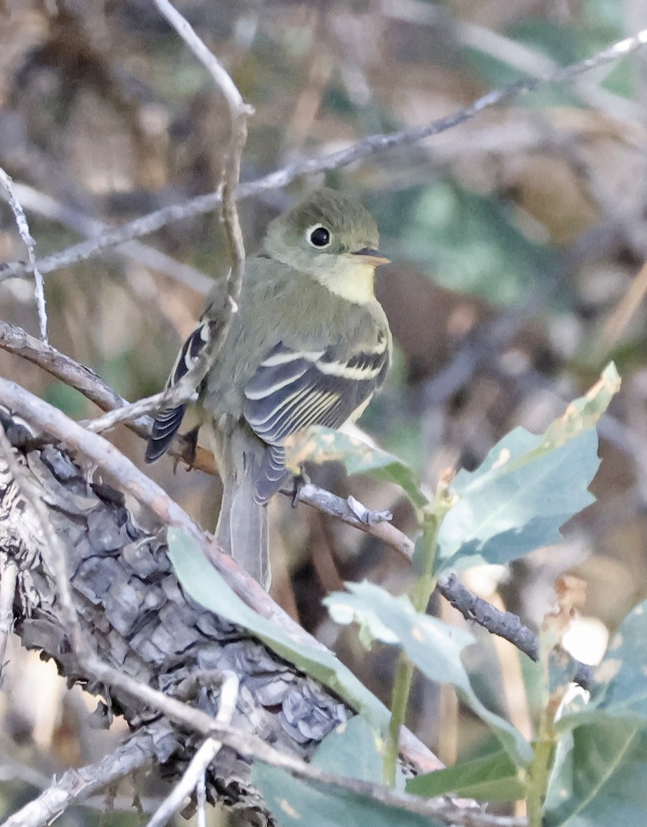 Western Flycatcher (Cordilleran) - ML643136776
