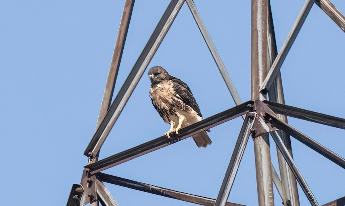 Red-tailed Hawk - ML643136787