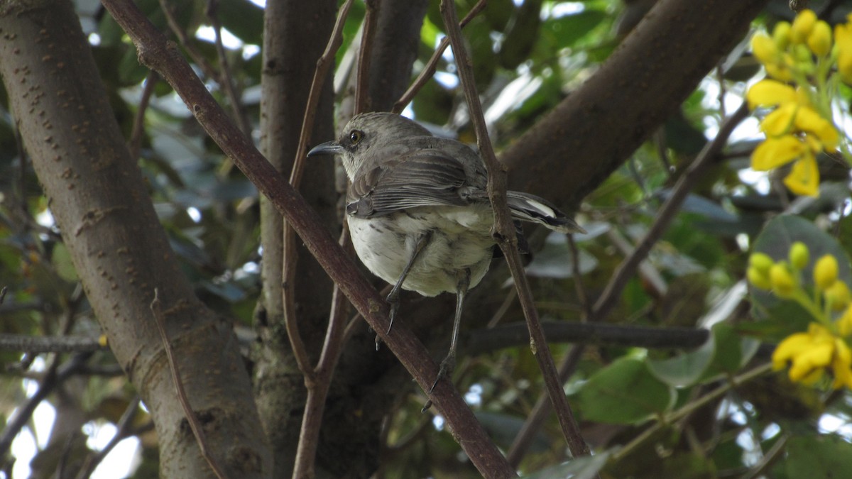 Tropical Mockingbird - ML643136827