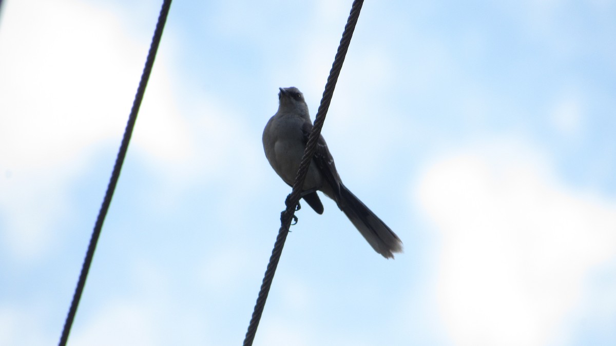 Tropical Mockingbird - ML643136828
