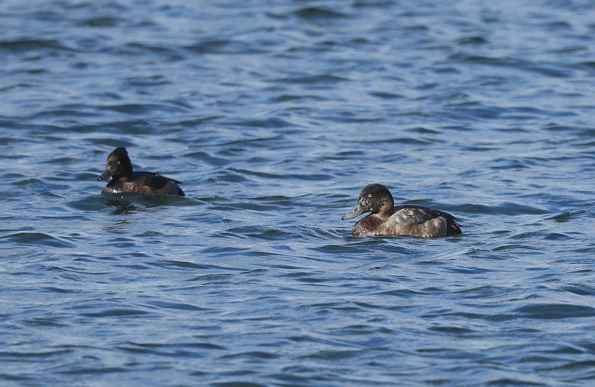 Greater Scaup - ML643136842