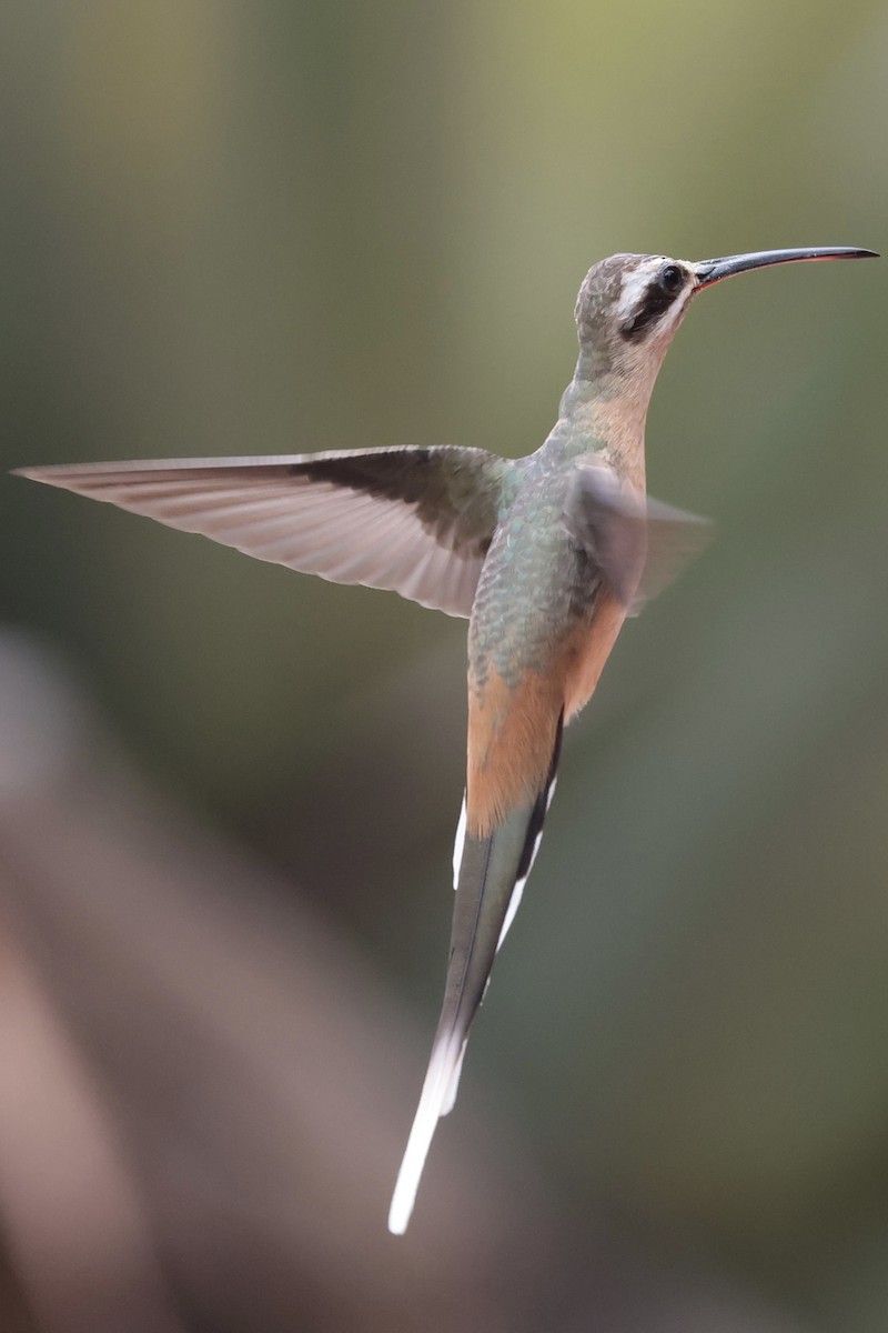 Planalto Hermit - ML643136844
