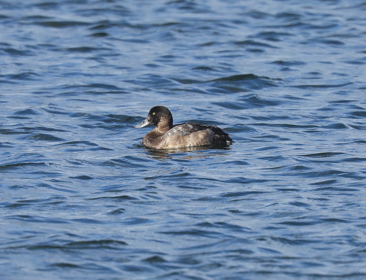 Greater Scaup - ML643136853