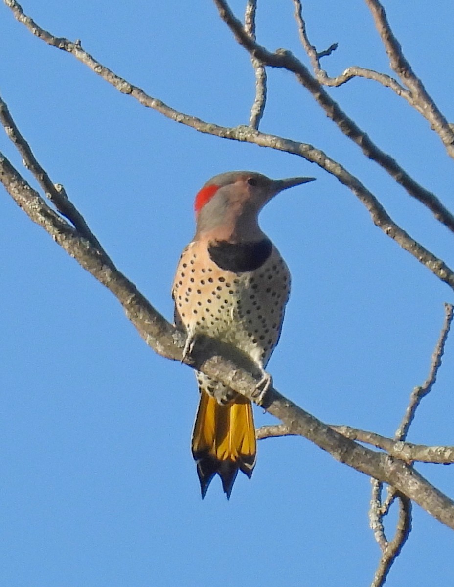 Northern Flicker - ML643136866