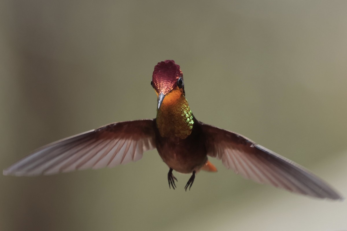 Ruby-topaz Hummingbird - ML643136878