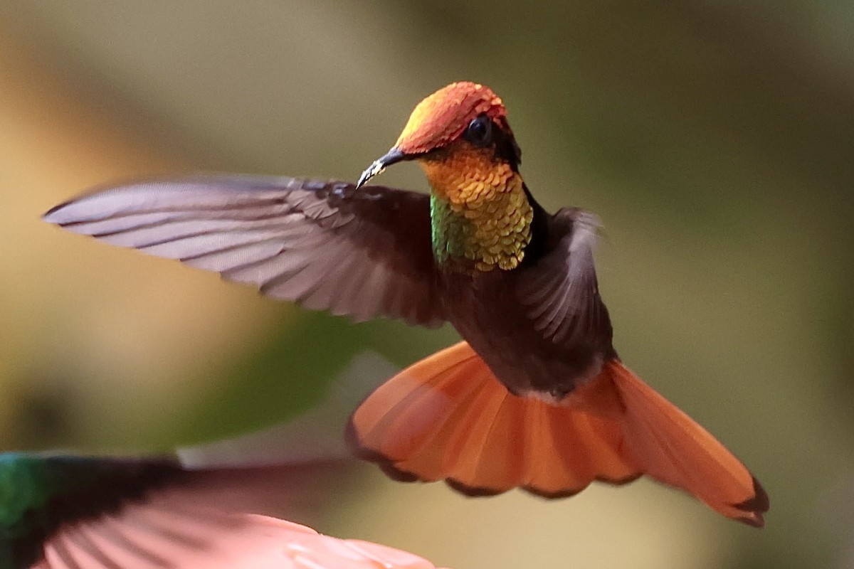 Ruby-topaz Hummingbird - ML643136879