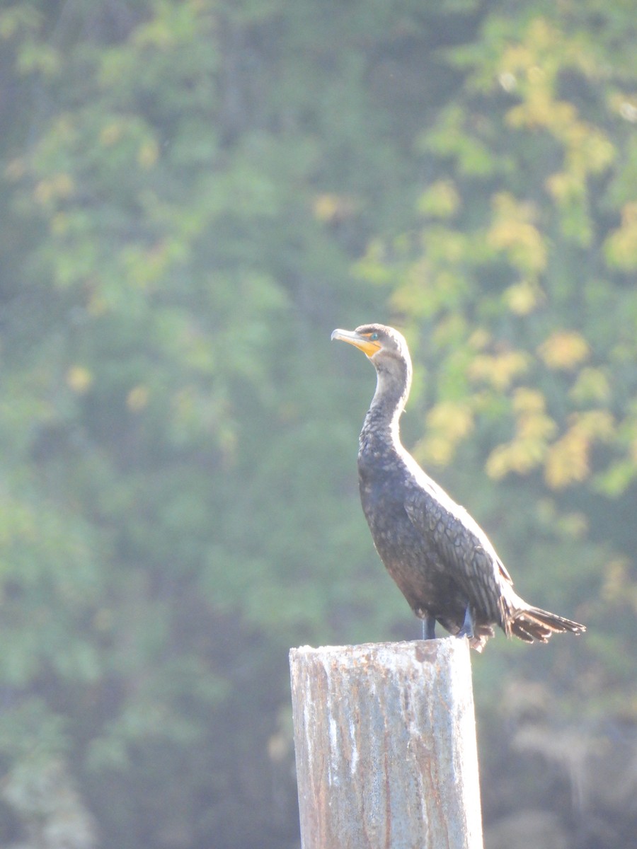 Double-crested Cormorant - ML643136881