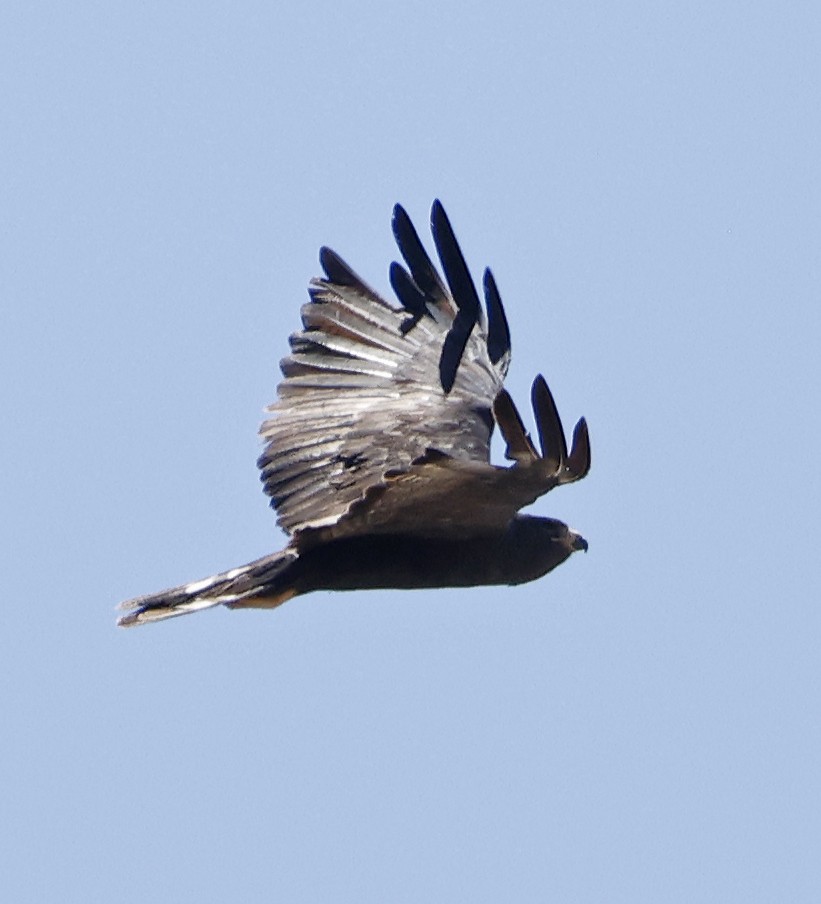 båndhalevåk - ML643136885