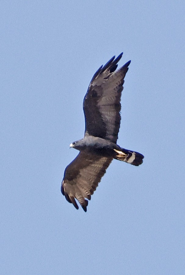 båndhalevåk - ML643136886
