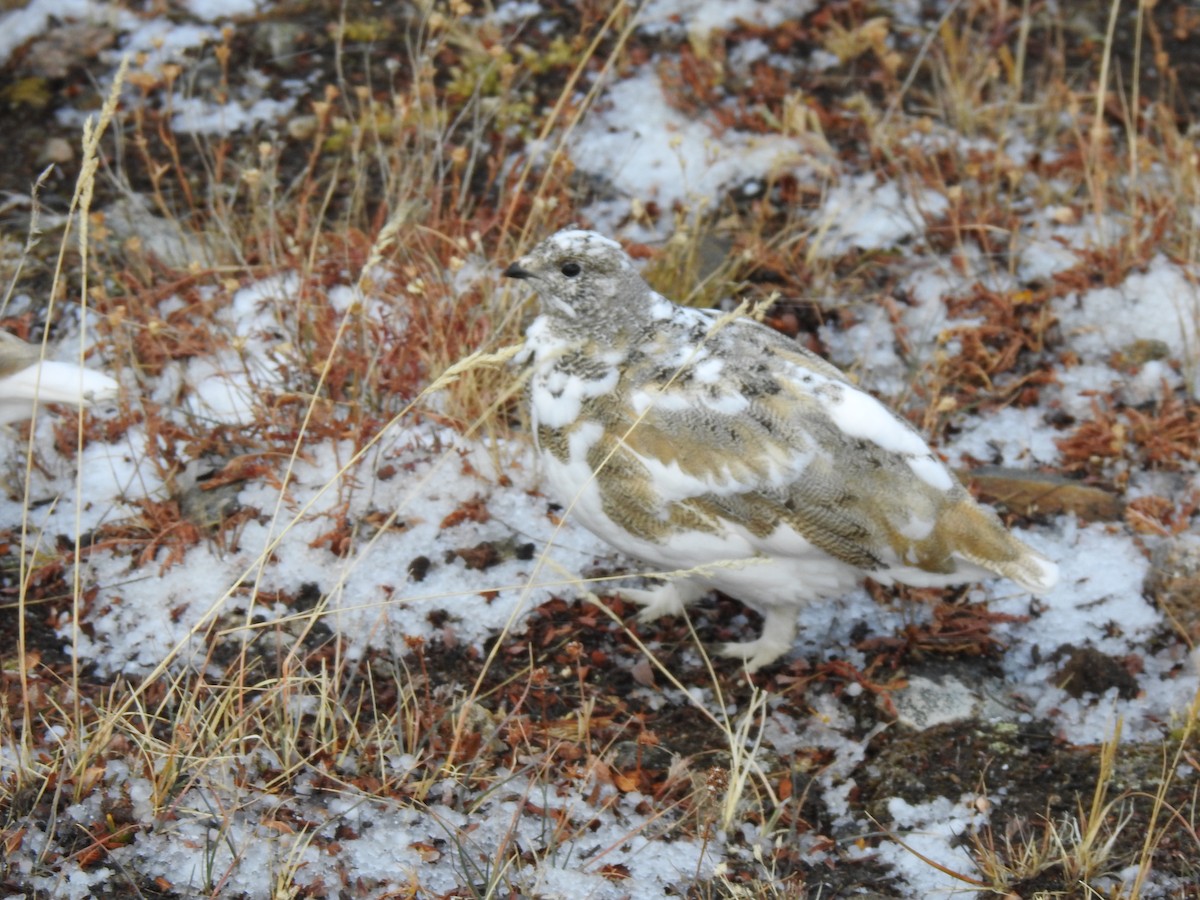 White-tailed Ptarmigan - ML643136897