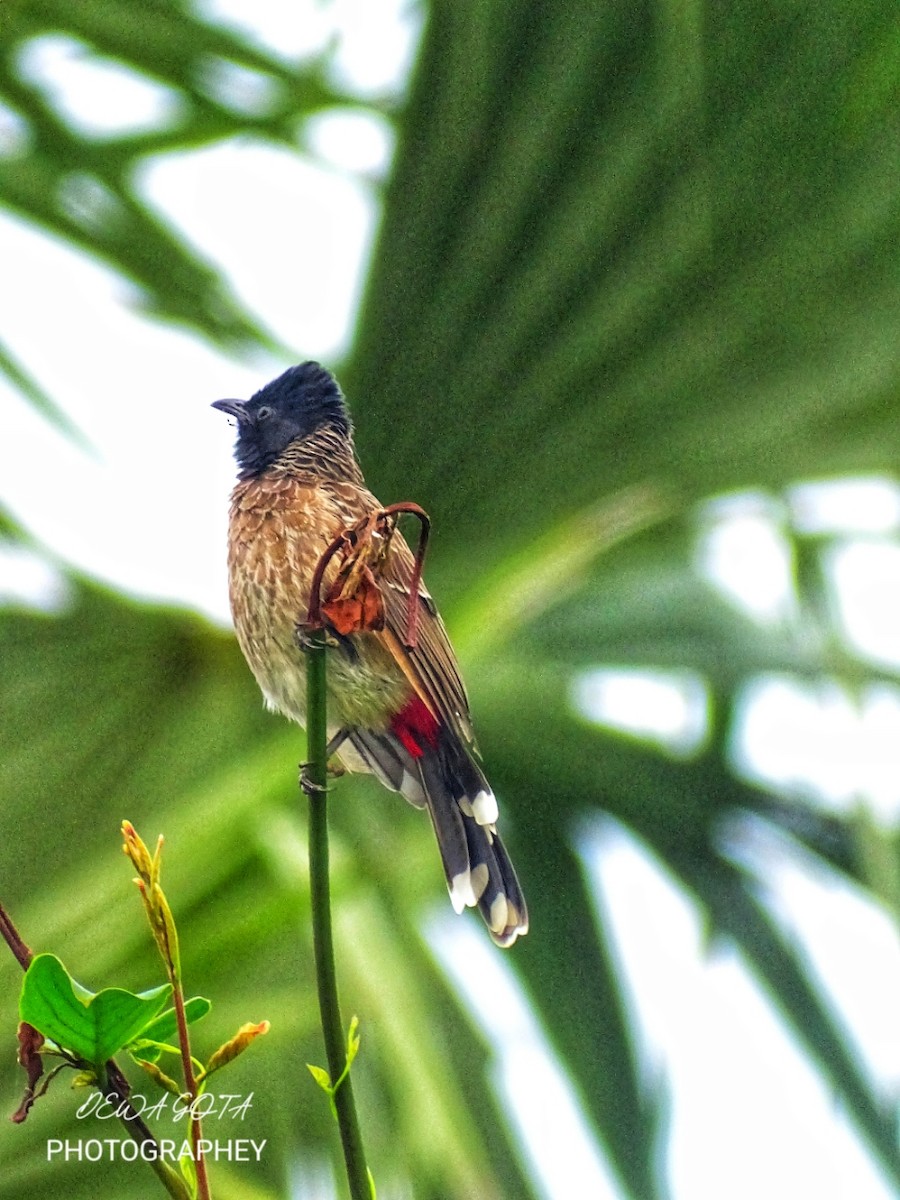 Bulbul ipurgorria - ML643136921