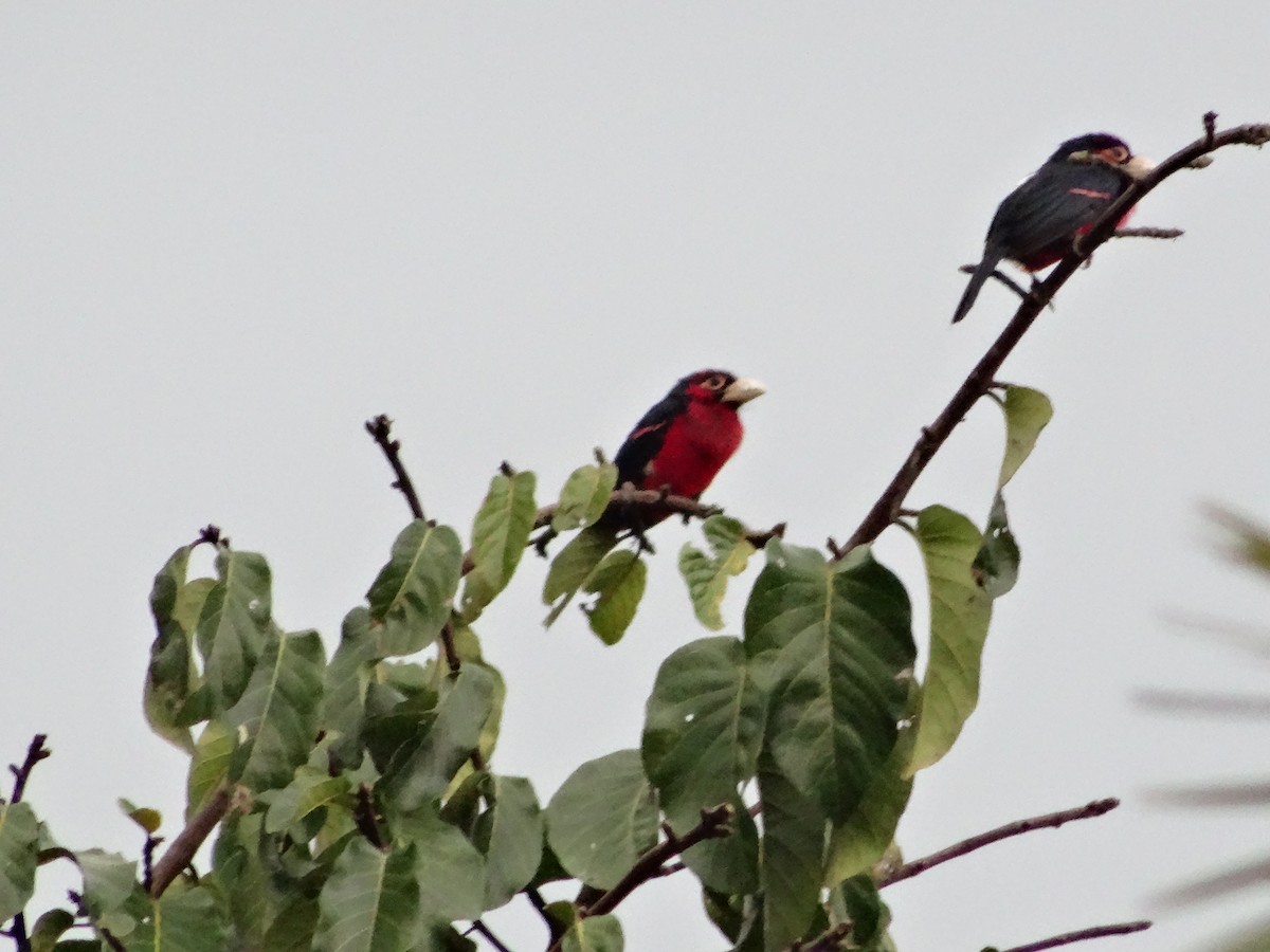 Double-toothed Barbet - ML643136927