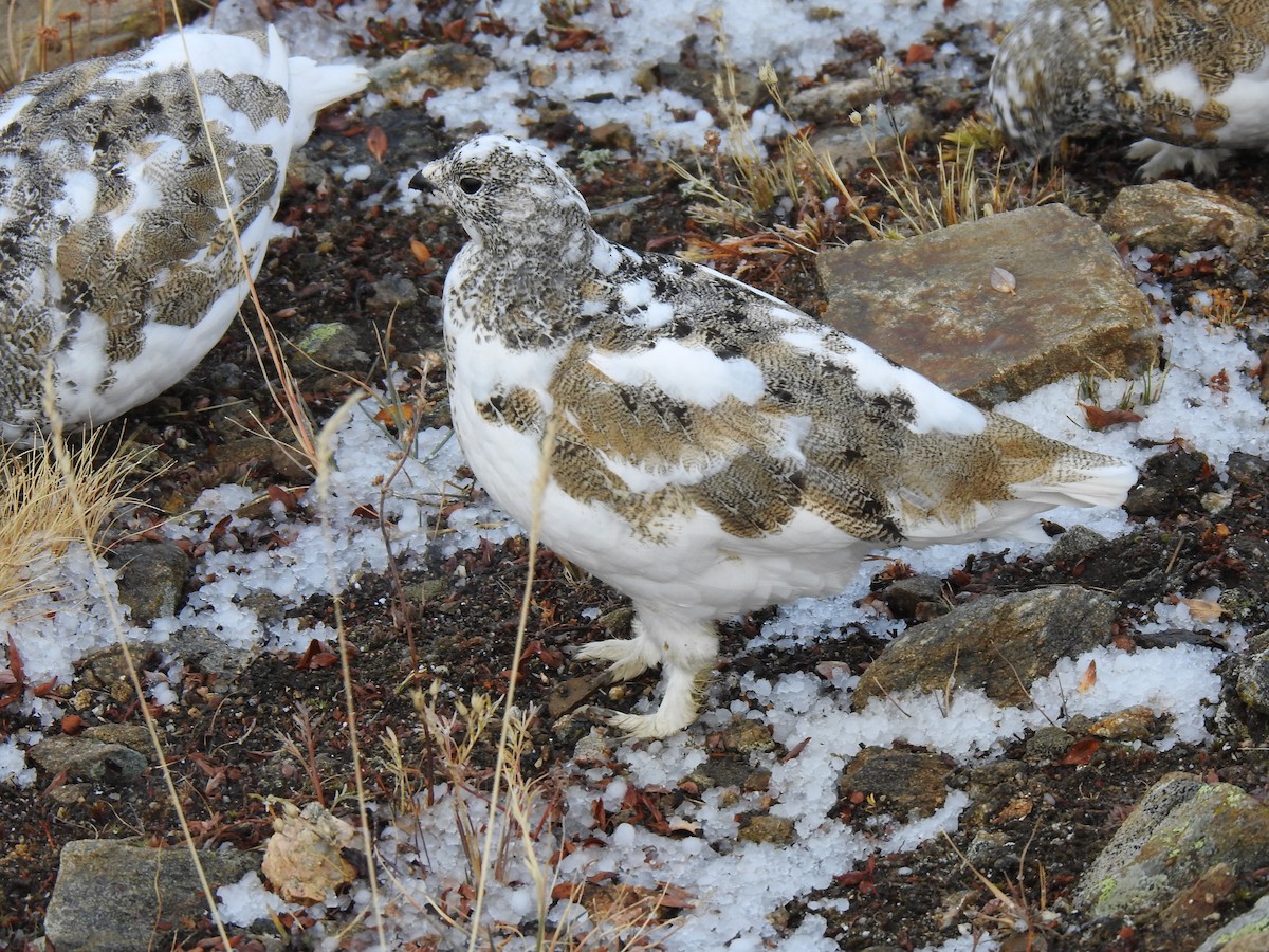 White-tailed Ptarmigan - ML643136929